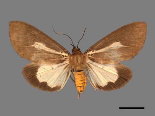 Asota heliconia zebrina[圓端擬燈蛾][00045143]