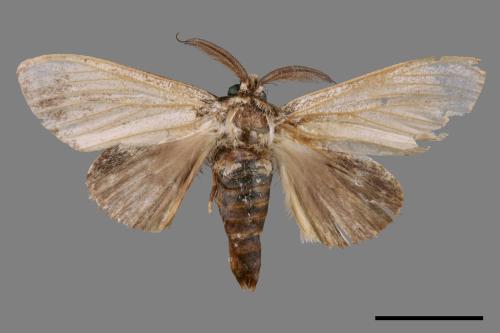 Syntypistis cyanea[青胯白舟蛾][00045523]
