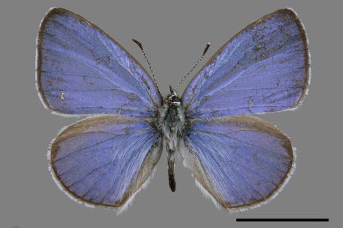 Celastrina lavendularis himilcon[埔里琉璃小灰蝶][00061207]