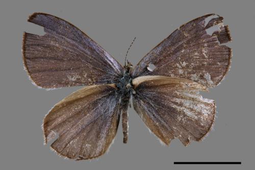 Celastrina oreas arisana[阿里山琉璃小灰蝶][00015437]