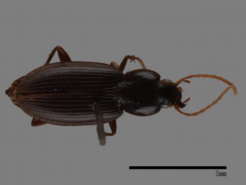 <已分類>Family：Carabidae[步行蟲科][00092685]