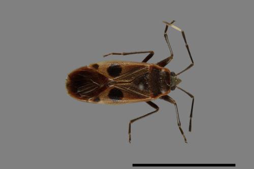 Physopelta parviceps[東亞斑紅椿][00043174]