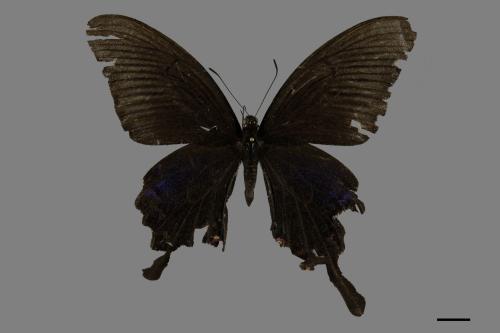 Papilio bianor thrasymedes[烏鴉鳳蝶][00101534]