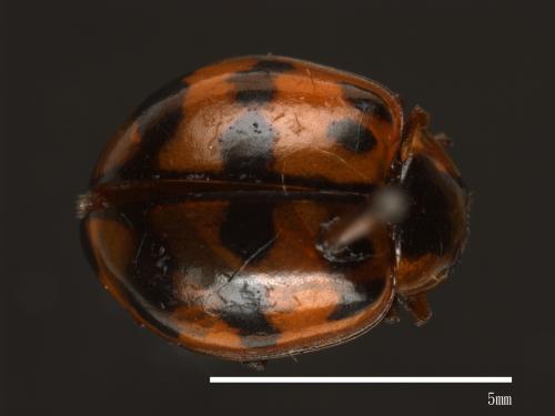 Harmonia octomaculata[八斑和瓢蟲][00085086]