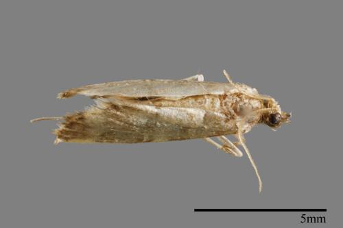<已分類>Family：Crambidae[草螟科][00064871]