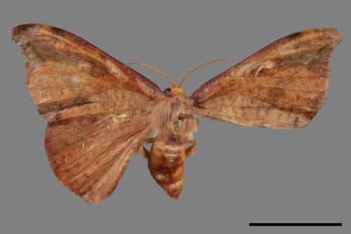 Oreta brunnea[褐鉤蛾][00089484]