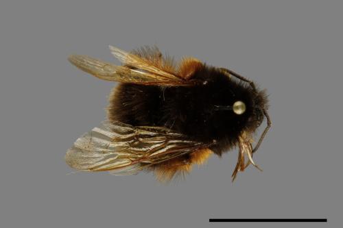 Bombus flavescens[黃色熊蜂][00074699]