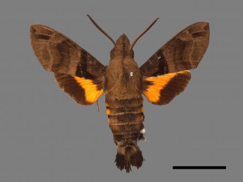 Macroglossum sitiene[膝帶長喙天蛾][00016522]