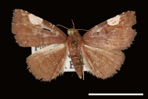 Pangrapta costinotata[00007802]