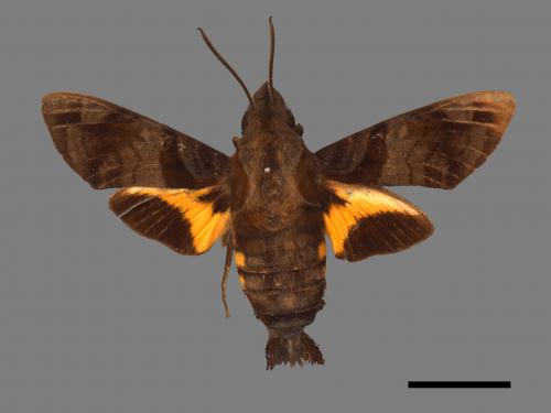 Macroglossum pyrrhosticta[黃斑長喙天蛾][00016517]