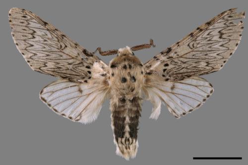 Cerura erminea formosana[楊二尾舟蛾][00015564]