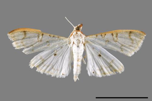 <已分類>Family：Crambidae[草螟科][00045361]