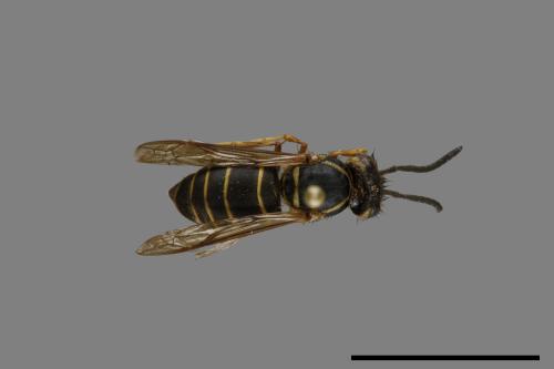 Vespula flaviceps[細黃胡蜂][00072986]