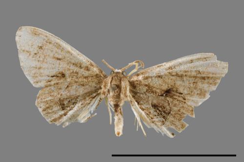 Phazaca alikangensis[里港圓翅雙尾蛾][00012601]