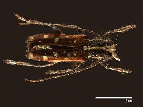 Glenea mounieri horiensis[莫尼氏天牛][00080381]
