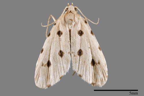 Metaemene atrigutta maculata[麗夜蛾][00009103]