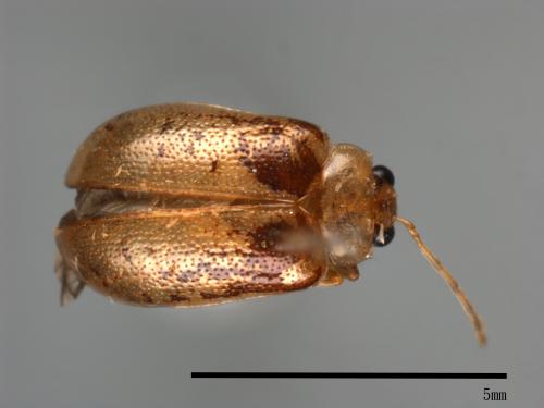 <已分類>Family：Chrysomelidae[金花蟲科][00084013]