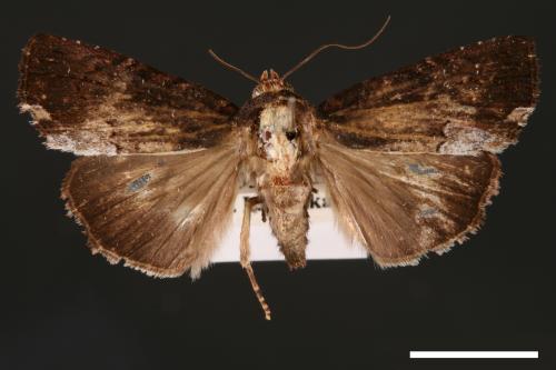 Dipterygina japonica[00002103]