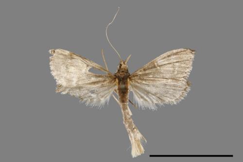 <已分類>Family：Crambidae[草螟科][00065451]