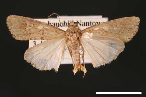 Spodoptera exigua[甜菜夜蛾][00002750]