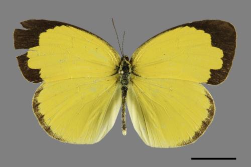 Eurema hecabe hobsoni[荷氏黃蝶][00093722]