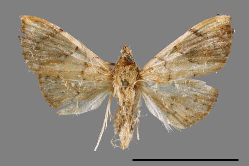 <已分類>Family：Crambidae[草螟科][00065624]