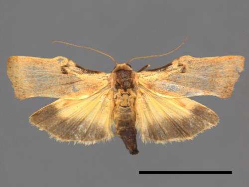 Teulisna tumida[膨圖苔蛾][00047676]