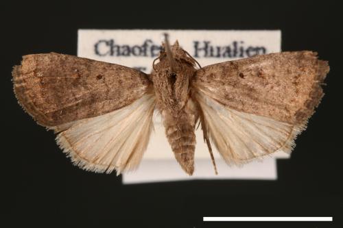 Athetis cognata[00003207]