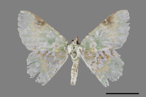 Ochrognesia gavissima aphrodite[五彩枯斑翠尺蛾][00071575]