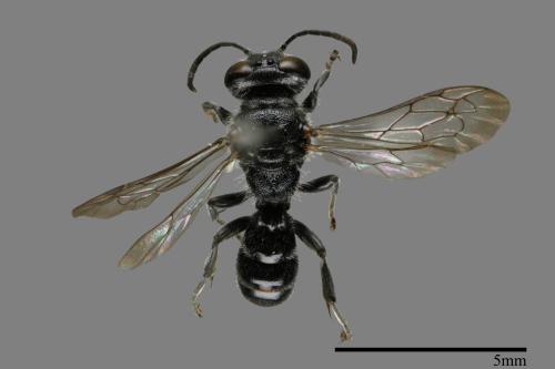 <已分類>Family：Sphecidae[細腰蜂科][00072283]