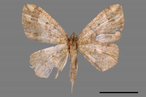 <已分類>Family：Geometridae[尺蠖蛾科][00052309]