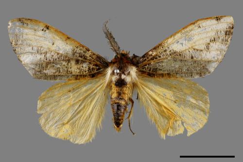 Locharna strigipennis[00042588]