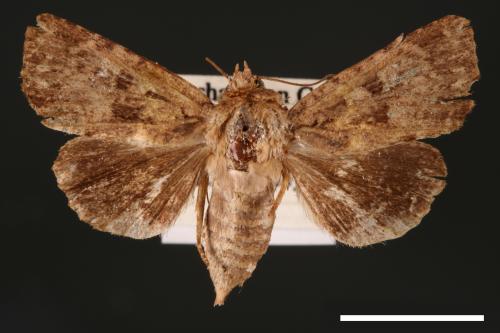 Feliniopsis hyposcota pygmaea[00002185]