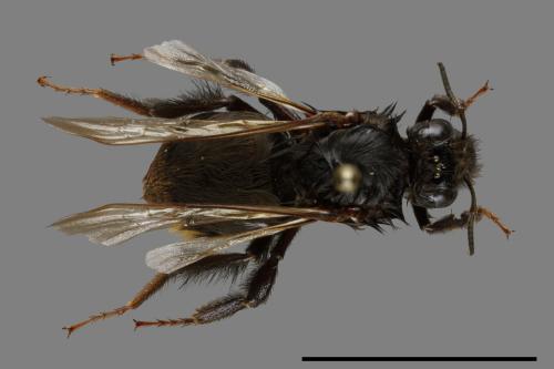 Bombus trifasciatus[威氏熊蜂][00100092]