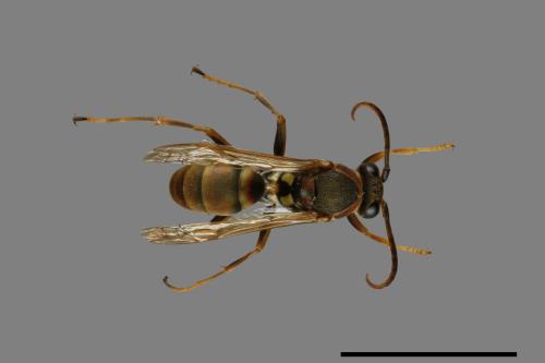 Polistes takasagonus[雙斑長腳蜂][00072673]