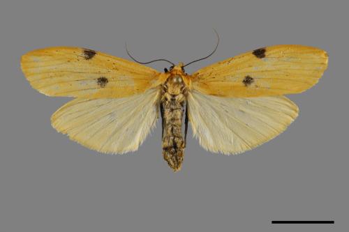 Conilepia nigricosta paiwan[藍緣苔蛾][00094855]
