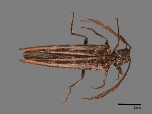 <已分類>Family：Elateridae[叩頭蟲科][00080607]