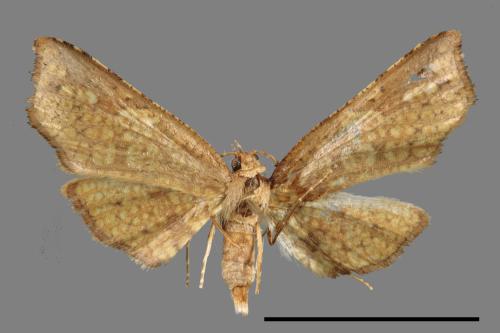 <已分類>Family：Thyrididae[窗蛾科][00042793]