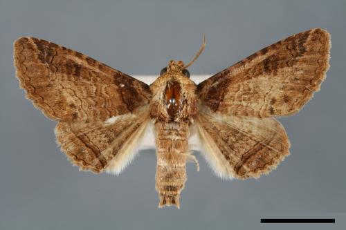 Pericyma cruegeri[00007122]
