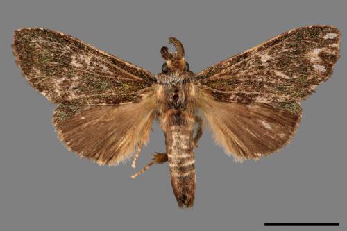 Syntypistis viridipicta[基青舟蛾][00044803]