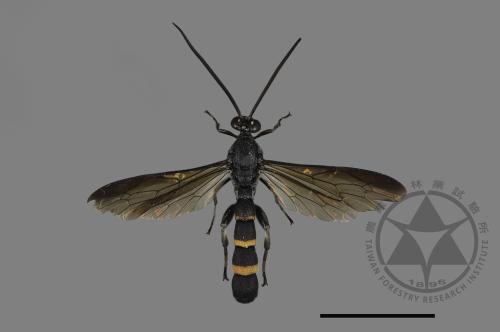 <已分類>Family：Ichneumonidae[姬蜂科][00198425]