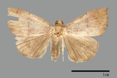 Hypena iconicalis[00009809]