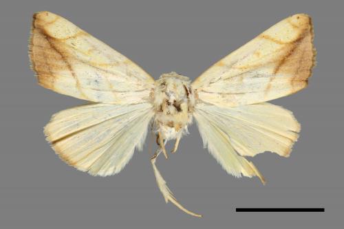 Xanthodes transversa[00009581]