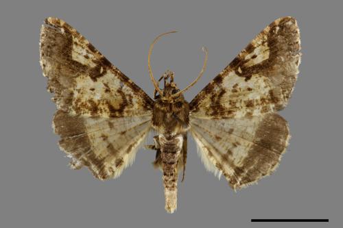Gasterocome pannosaria orta[雙框細月尺蛾][00071485]