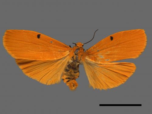 Eilema costipuncta[緣點土苔蛾][00018486]