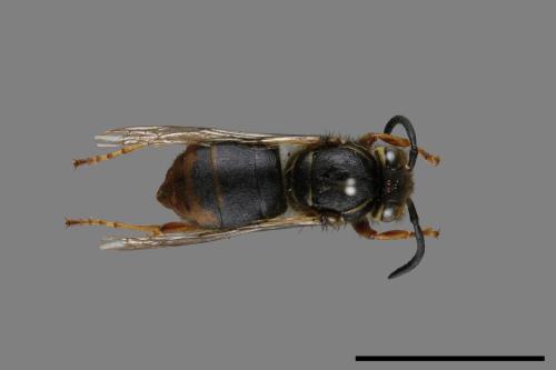 Vespula flaviceps[細黃胡蜂][00073193]