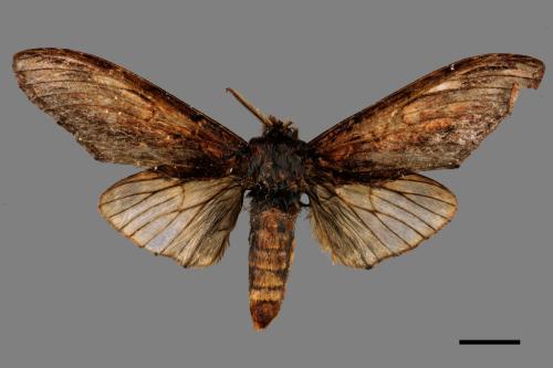 Acmeshachia gigantea[話筒舟蛾][00051215]