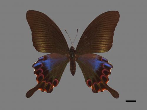 Papilio hopponis[雙環鳳蝶][00013652]