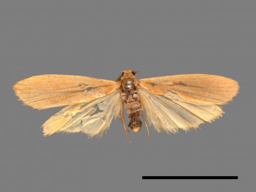 Tigrioides immaculatus[黃苔蛾][00050874]