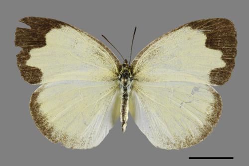 Eurema blanda arsakia[臺灣黃蝶][00094568]